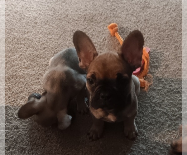 Medium Photo #3 French Bulldog Puppy For Sale in ROGERSVILLE, TN, USA