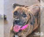 Small #1 Boxer-Plott Hound Mix