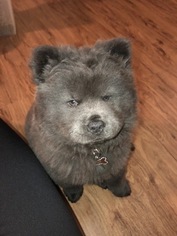 Chow Chow Puppy for sale in RICHMOND, VA, USA
