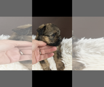 Small #1 Brussels Griffon