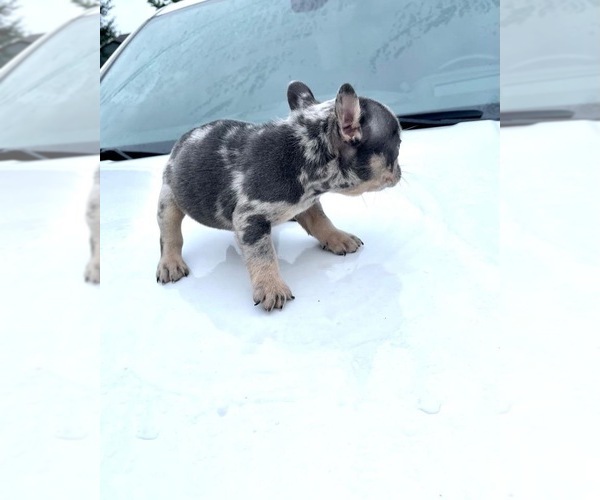 Medium Photo #5 French Bulldog Puppy For Sale in WINDER, GA, USA