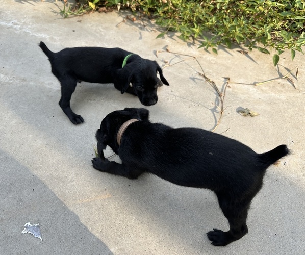 Medium Photo #3 German Shorthaired Pointer Puppy For Sale in GREENVILLE, SC, USA