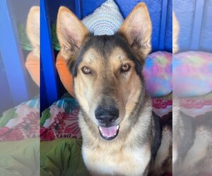 German Shepherd Dog-Huskies  Mix Dogs for adoption in Queen Creek, AZ, USA