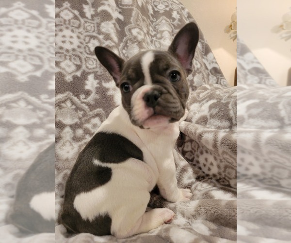 Medium Photo #3 French Bulldog Puppy For Sale in FREDERICKTOWN, MO, USA