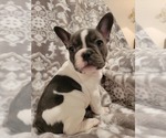 Small Photo #3 French Bulldog Puppy For Sale in FREDERICKTOWN, MO, USA