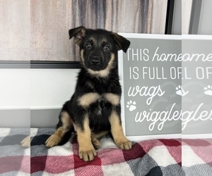 German Shepherd Dog Puppy for sale in FRANKLIN, IN, USA