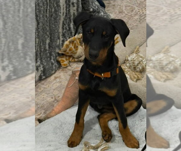 Medium Photo #4 Doberman Pinscher Puppy For Sale in Buffalo, MN, USA