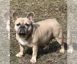 French Bulldog Puppy for sale in BOLIVAR, MO, USA