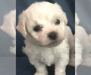 Bichon Frise Puppy for sale in Epsom, NH, USA