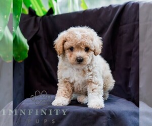 Poodle (Toy)-Zuchon Mix Puppy for sale in NEWVILLE, PA, USA