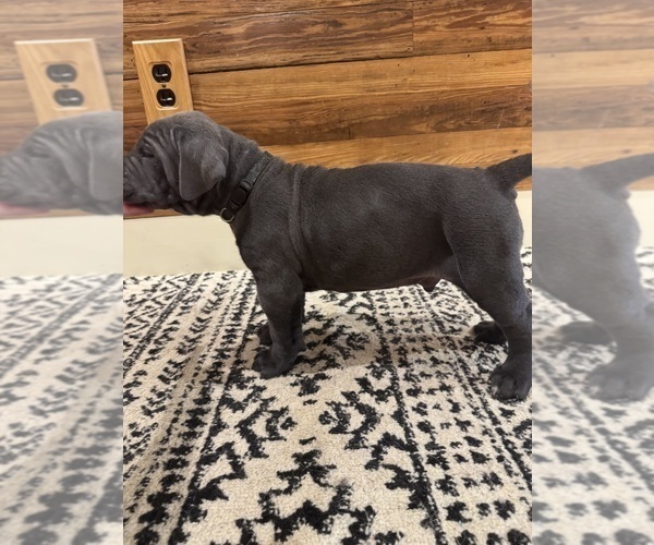 Medium Photo #20 Cane Corso Puppy For Sale in BARBOURSVILLE, VA, USA