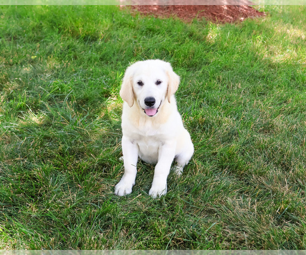 Medium Photo #3 English Cream Golden Retriever Puppy For Sale in SYRACUSE, IN, USA
