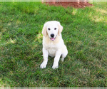 Small #2 English Cream Golden Retriever
