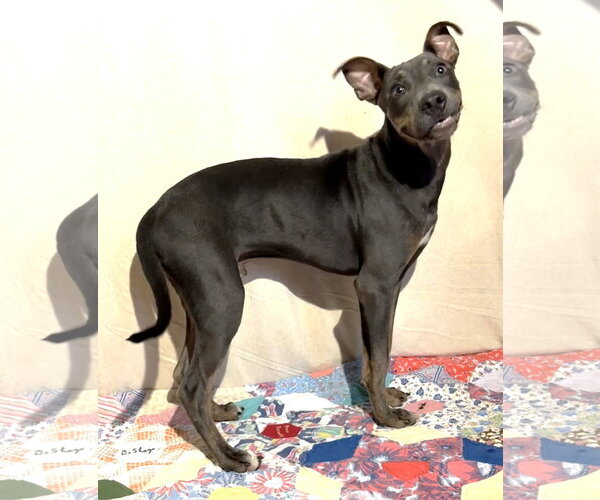 Medium Photo #2 Mutt Puppy For Sale in Wetumpka, AL, USA