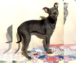 Small #1 Mutt
