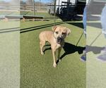 Small Staffordshire Bull Terrier Mix