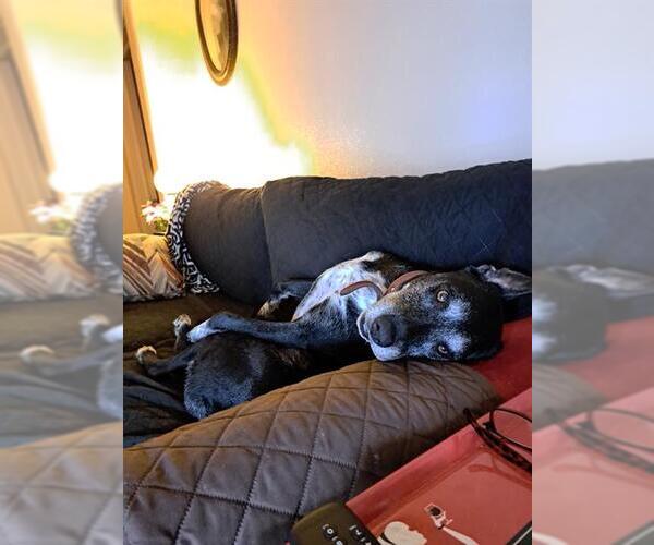 Medium Photo #2 Catahoula Leopard Dog-Unknown Mix Puppy For Sale in San Antonio, TX, USA