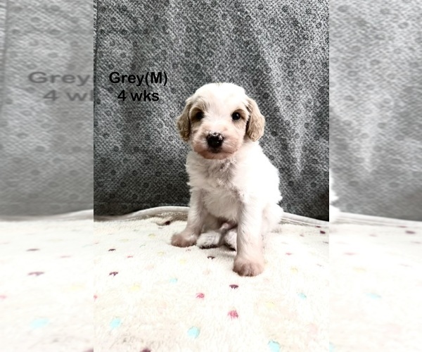 Medium Photo #9 Goldendoodle (Miniature) Puppy For Sale in ELBERT, CO, USA