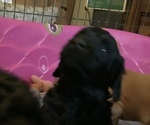 Small Photo #2 Labradoodle-Poodle (Standard) Mix Puppy For Sale in VIENNA, IL, USA