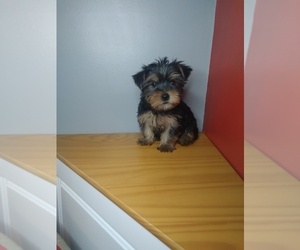 Yorkshire Terrier Puppy for sale in INDIANAPOLIS, IN, USA