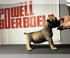 Boerboel Puppy for sale in BATON ROUGE, LA, USA
