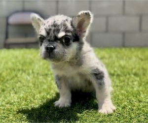 French Bulldog Puppy for sale in SAN FRANCISCO, CA, USA