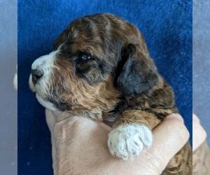 Medium Miniature Bernedoodle