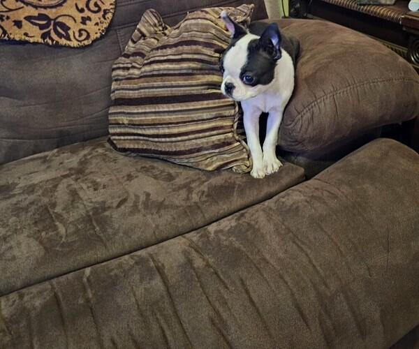 Medium Photo #9 Boston Terrier Puppy For Sale in AIKEN, SC, USA