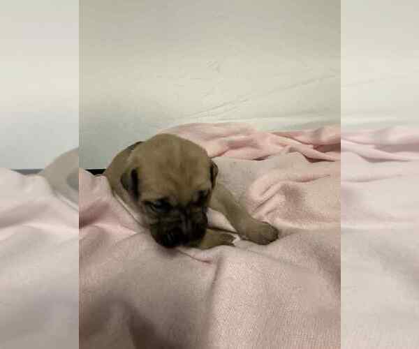Medium Photo #6 Cane Corso Puppy For Sale in CAMBY, IN, USA