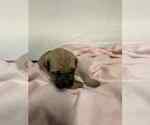 Small Photo #6 Cane Corso Puppy For Sale in CAMBY, IN, USA