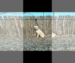 Small Photo #1 Labrador Retriever Puppy For Sale in FREDERICKSBURG, TX, USA