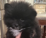 Small Photo #5 Pomeranian Puppy For Sale in ANAHEIM HILLS, CA, USA