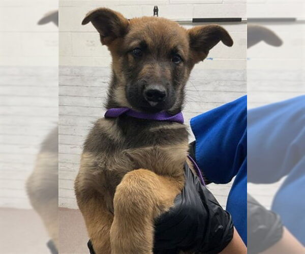 Medium Photo #1 German Shepherd Dog-Unknown Mix Puppy For Sale in San Bernardino, CA, USA