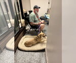 Small #1 Black Mouth Cur-Carolina Dog Mix