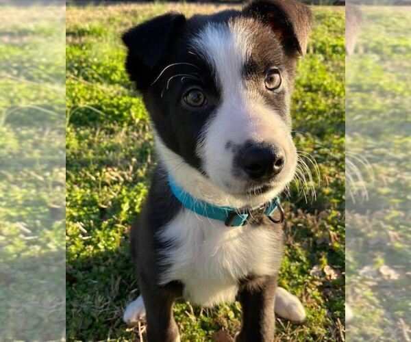 Medium Photo #1 Border Collie Puppy For Sale in ANDERSON, SC, USA