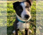 Small Photo #1 Border Collie Puppy For Sale in ANDERSON, SC, USA