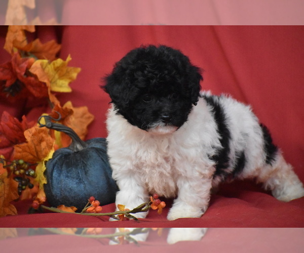 Medium Photo #2 Bichpoo Puppy For Sale in ELDORADO, OH, USA
