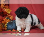 Patches - Female Bichpoo Puppy for Sale - Photo #2