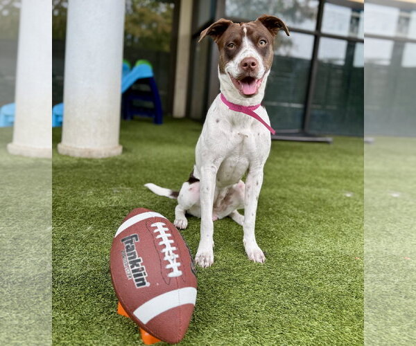 Medium Photo #6 Colonial Cocker Spaniel-Unknown Mix Puppy For Sale in HOUSTON, TX, USA