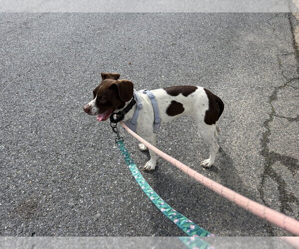 Medium Photo #8 Mutt Puppy For Sale in Silver Spring, MD, USA