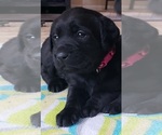 Small Photo #138 Labrador Retriever Puppy For Sale in OLYMPIA, WA, USA