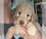 Small Photo #14 Goldendoodle Puppy For Sale in TERRY, MS, USA