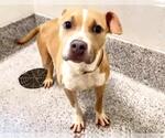 Small #1 American Pit Bull Terrier Mix