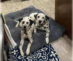 Small Photo #9 Dalmatian Puppy For Sale in AMARILLO, TX, USA