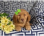 Small Photo #6 Golden Retriever Puppy For Sale in DELTA, PA, USA