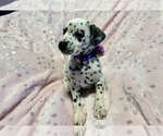 Small Photo #21 Dalmatian Puppy For Sale in TEMPLE, TX, USA
