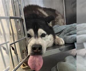 Siberian Husky Dogs for adoption in Camarillo, CA, USA