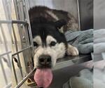 Small Siberian Husky