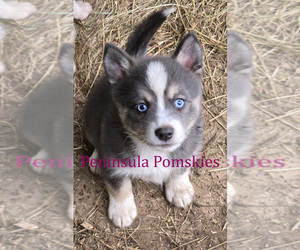 Pomsky Puppy for sale in SEQUIM, WA, USA