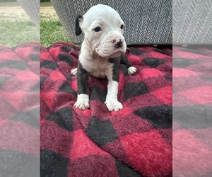 Alapaha Blue Blood Bulldog Puppy for Sale in ALBANY, Georgia USA